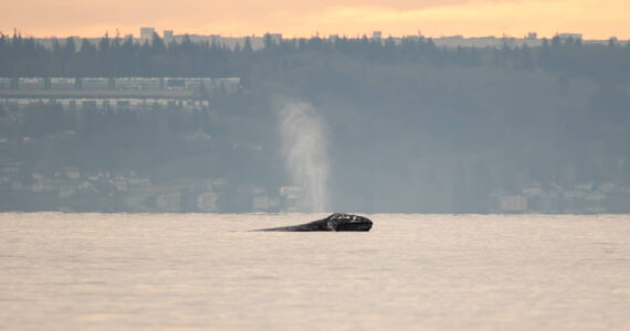 Photo by Serena Tierra
Little Patch, a North Puget Sound gray whale, arrived earlier than the rest.