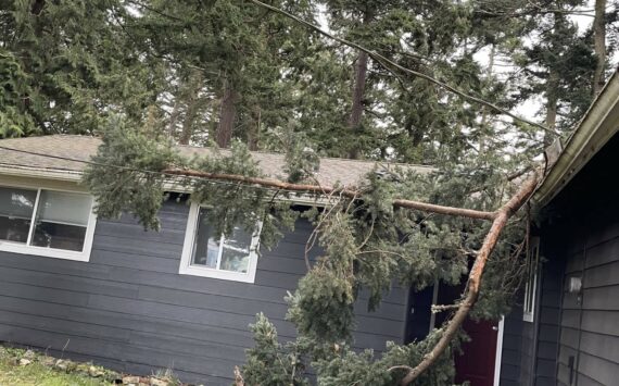 Photo by Laura Hill
Strong winds sent a tree limb through a powerline and onto the roof of an Oak Harbor home Saturday.