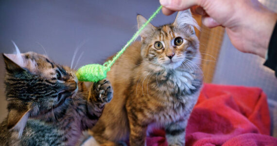 (Photo by David Welton)
Kittens hunt a catnip mouse.