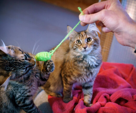 (Photo by David Welton)
Kittens hunt a catnip mouse.