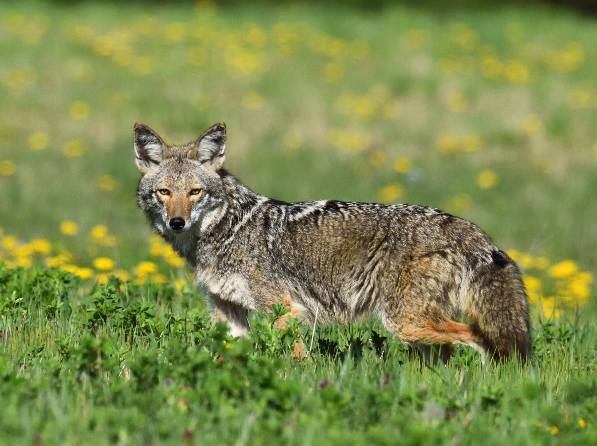 Photo by Jennifer Holmes
Wildlife photographer Jennifer Holmes captured this image of a coyote in Coupeville.