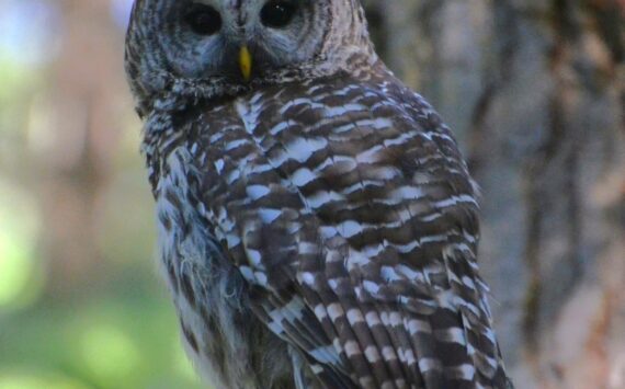 A barred owl dwells in central Whidbey. (Photo by Martha Ellis)