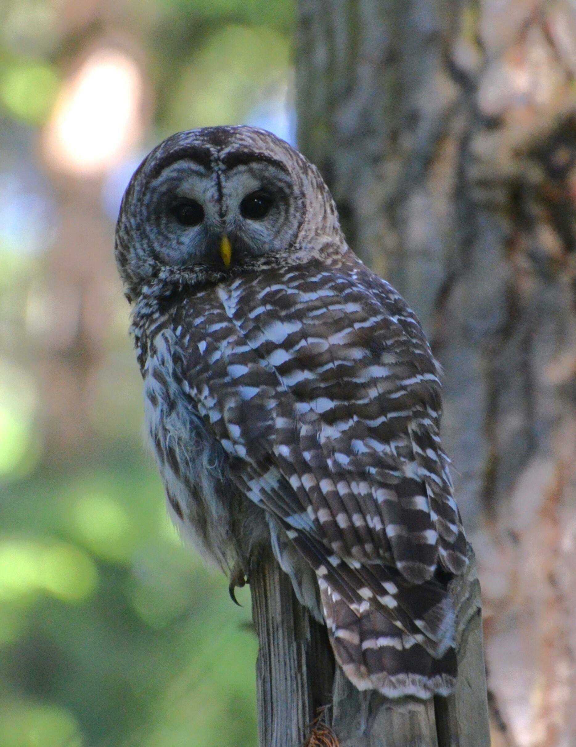 (Photo by Martha Ellis)
A barred owl dwells on Central Whidbey.