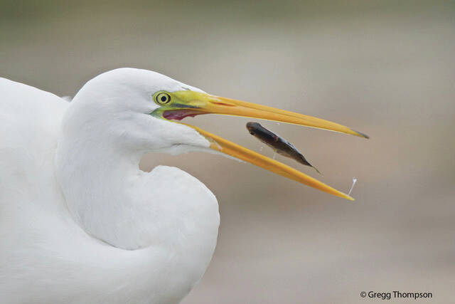 (Photo by Gregg Thompson)
A great egret gulps a fish.