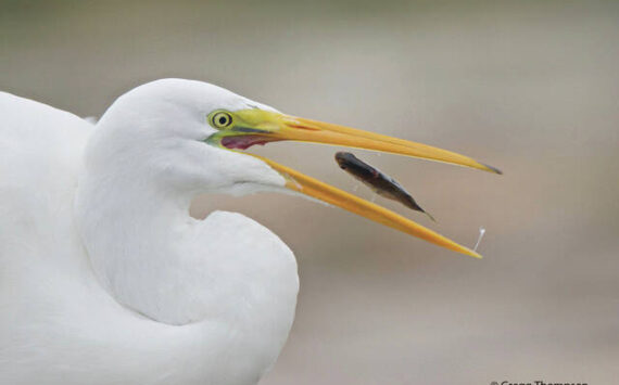 (Photo by Gregg Thompson) 
A great egret gulps a fish.