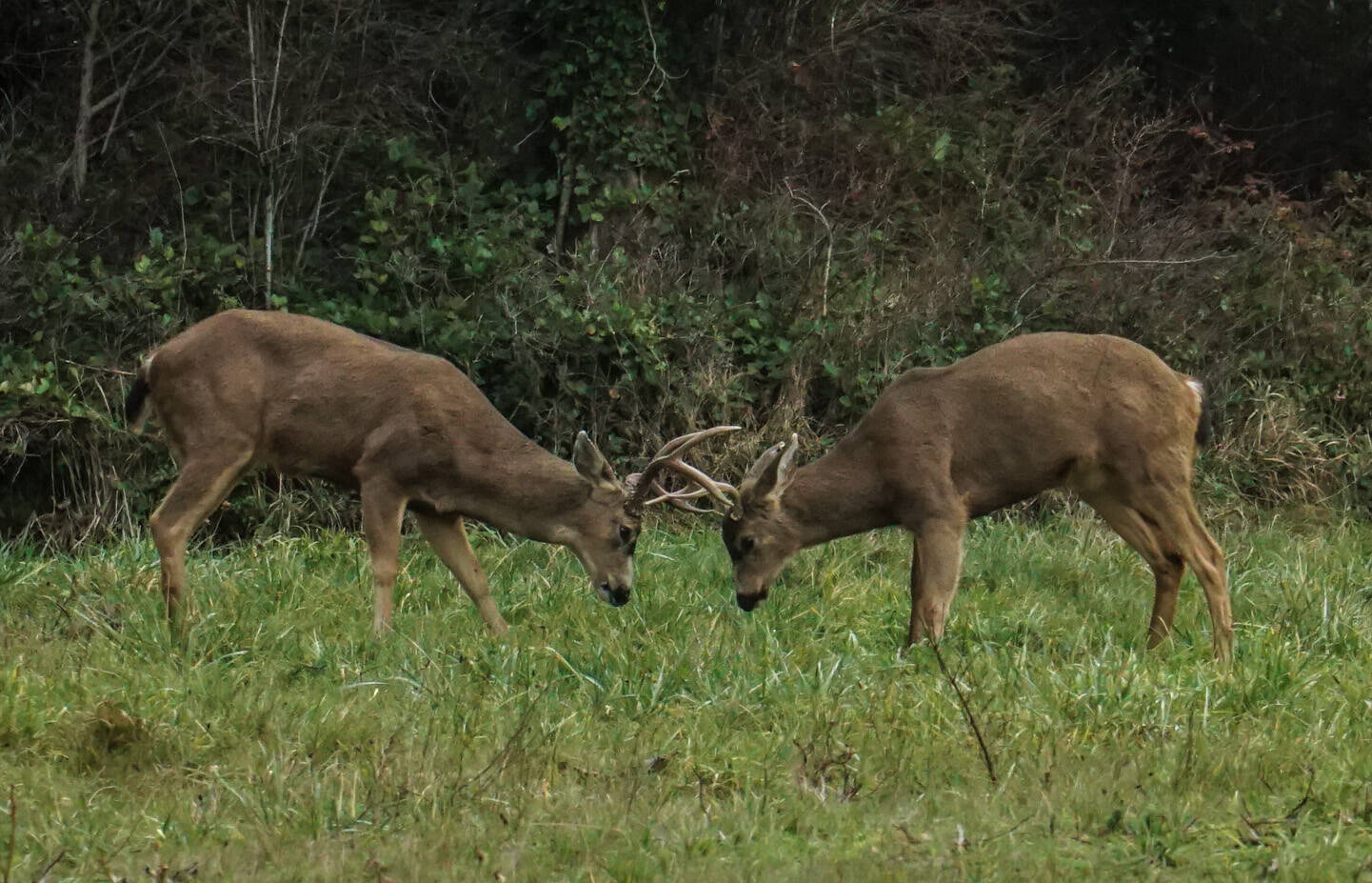 Photo by Sam Fletcher
Two bucks spar near Highway 20 and Midway Boulevard in Oak Harbor on Wednesday.