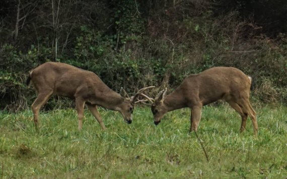 Two bucks spar near Highway 20 and Midway Boulevrd in Oak Harbor on Wednesday. (Photo by Sam Fletcher)