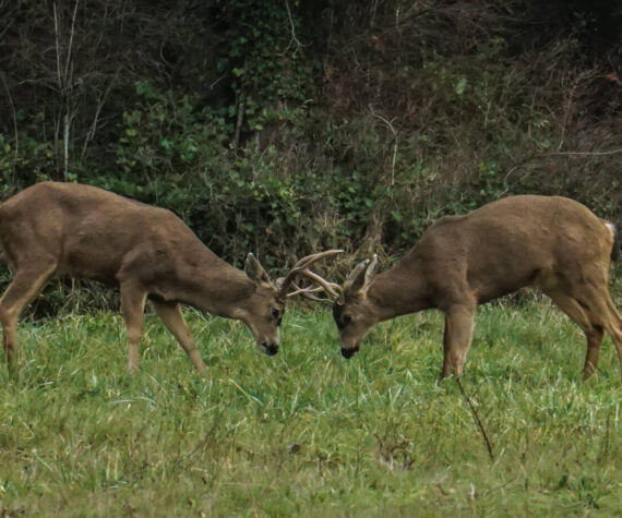 Two bucks spar near Highway 20 and Midway Boulevrd in Oak Harbor on Wednesday. (Photo by Sam Fletcher)